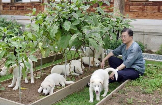 文大統領 犬肉食用禁止検討 海外メディアも相次いで報道 韓国の反応 まとめるも情報局 文大統領 犬肉食用禁止検討 海外メディアも相次いで報道 韓国の反応 まとめるも情報局