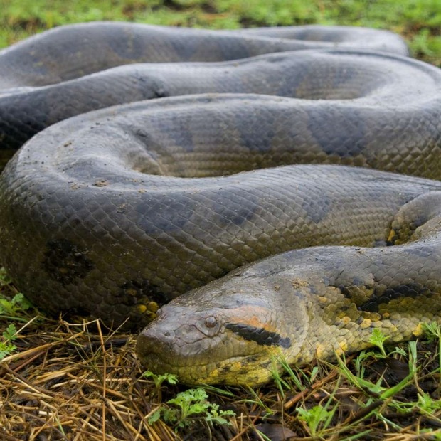 biggest snake in amazon biggest snake in amazon