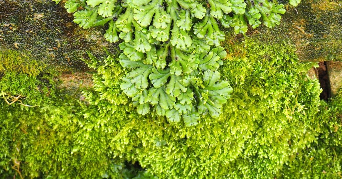 黄色いベストと日本・世界革命