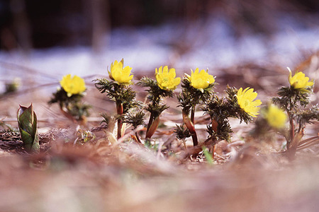 1�ʡ����