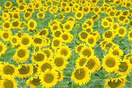 ����Ҥޤ��