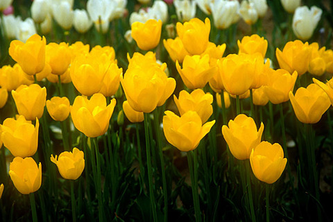 H2603���塼��å�