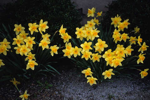 H2512¤¹¤¤¤»¤ó