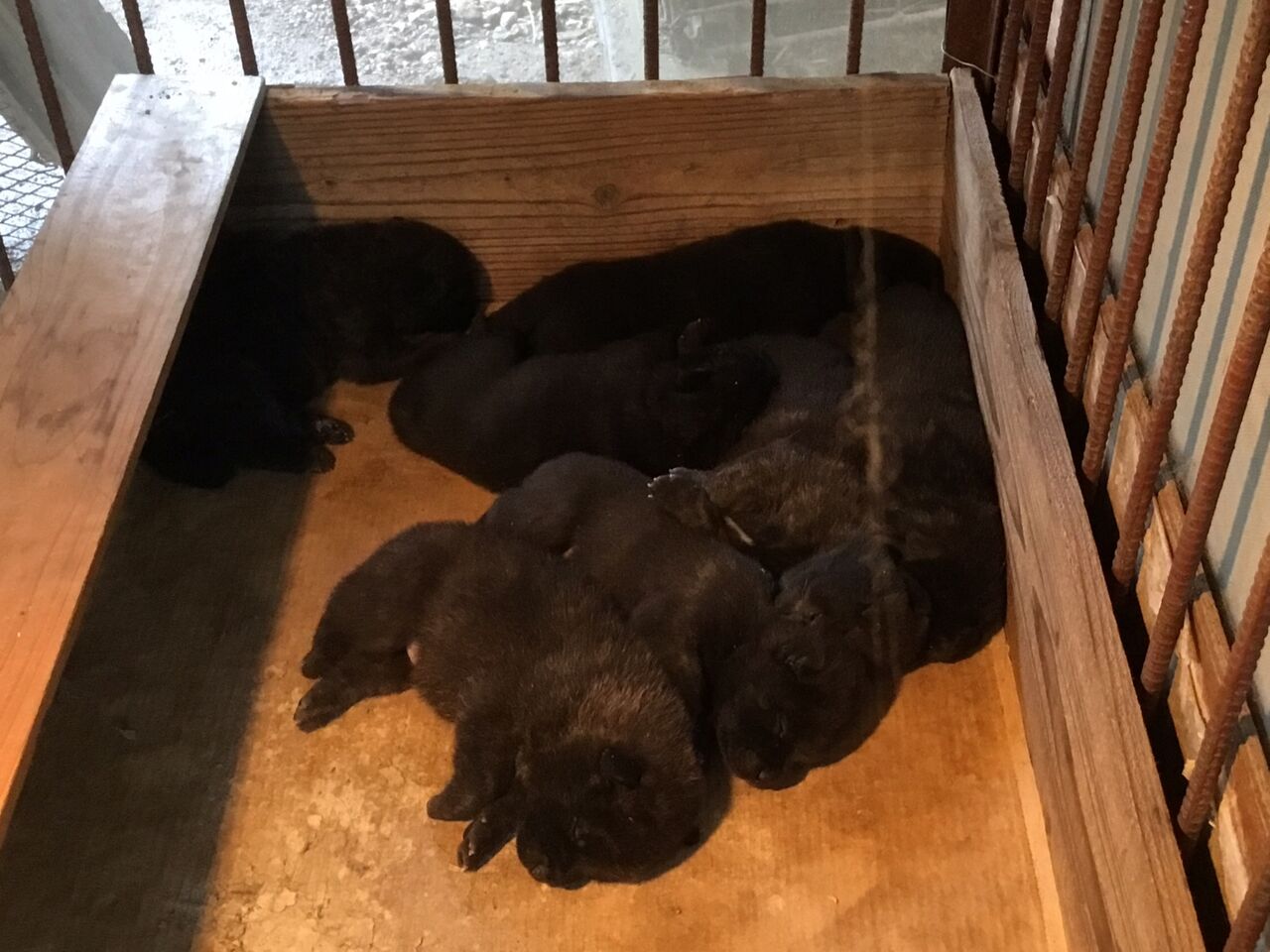 赤 中虎 後世に残すべき血統の甲斐犬の仔犬 Kaikenakatoraのblog 赤 中虎 後世に残すべき血統の甲斐犬の仔犬 Kaikenakatoraのblog