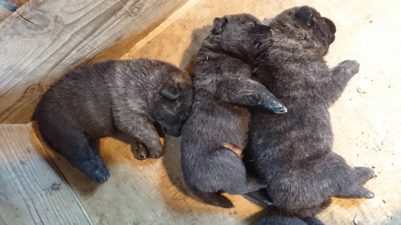 赤 中虎 後世に残すべき血統の甲斐犬の仔犬 Kaikenakatoraのblog 赤 中虎 後世に残すべき血統の甲斐犬の仔犬 Kaikenakatoraのblog