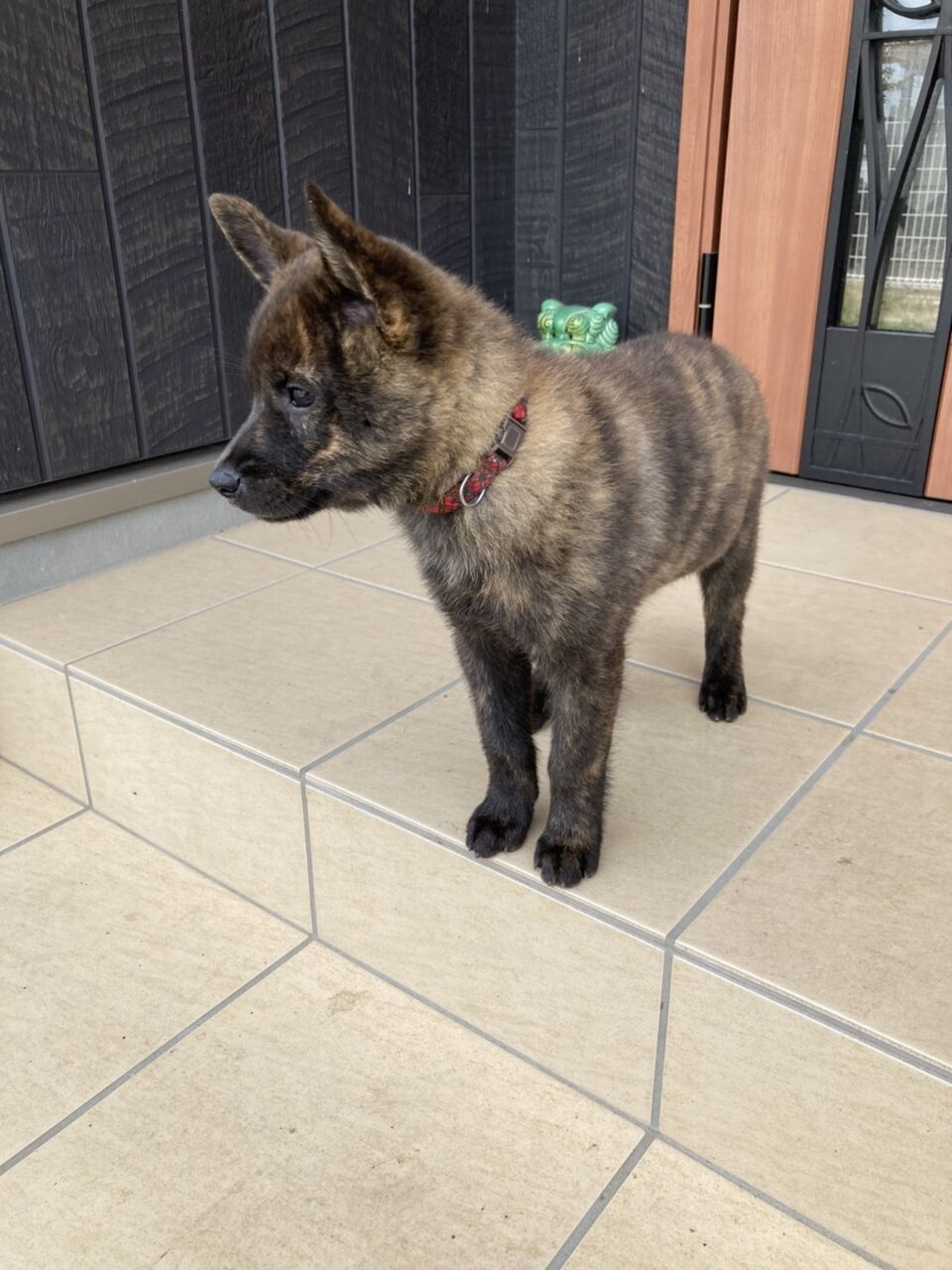 赤虎毛の可愛い仔犬 すぐにお引き渡し可能です Kaikenakatoraのblog 赤虎毛の可愛い仔犬 すぐにお引き渡し可能です Kaikenakatoraのblog