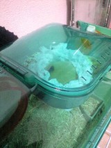 2007Nov17ティムちゃん 1