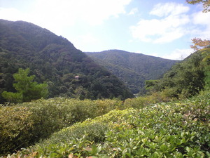 2010年9月16日大河内山荘裏山