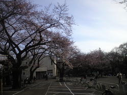 2010年3月27日羽根木公園桜