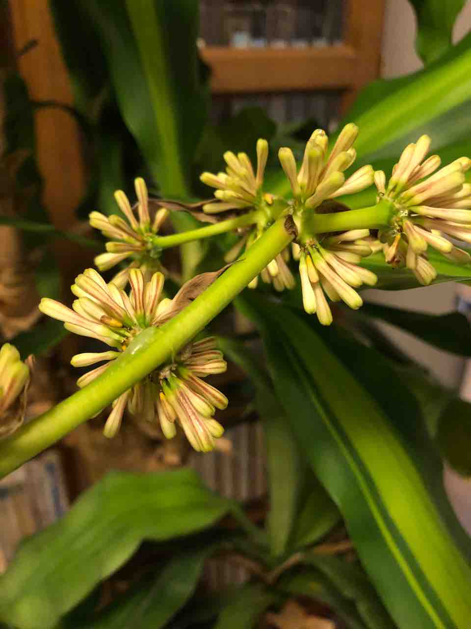 ドラセナ 幸福の木 の花が咲きました コガネムシのつぶやき