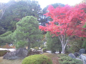 2010年11月15日光明寺お庭