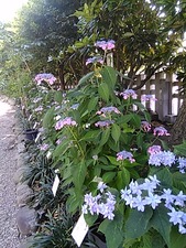 IMG_20170603_113050