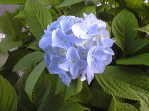 2010年6月6日紫陽花淡いブルー大き目花びら