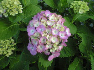2010年6月6日紫陽花ピンク