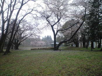 2010年4月5日美しが丘公園