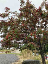 IMG_2178