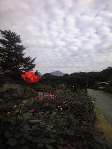 2010年11月17日バラ園よりのぞむ比叡山