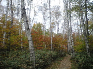 2010年10月17日自然園白樺