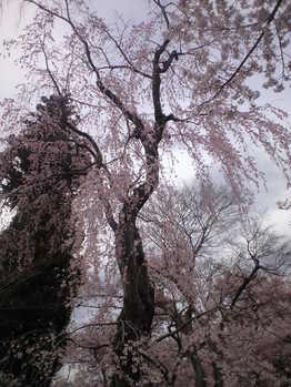 2010年4月11日高遠しだれ桜