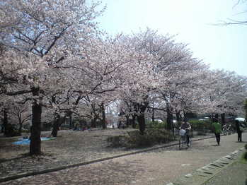 2010年4月6日大師公園桜