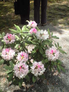 2010年5月18日上賀茂神社境内の皐月