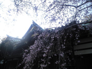 2011年4月13日お寺しだれ桜
