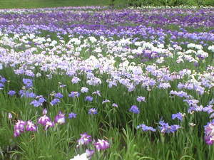 2010年6月15日横須賀菖蒲園5