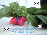 2009年3月21日撮影の野菜を2009年6月15日に加工