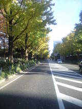 2008年11月19日山下公園イチョウ