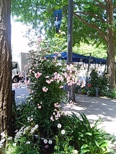 IMG_20170520_115640