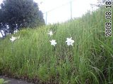 2009年8月18日笹ゆり1