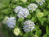 2009年6月9日紫陽花4