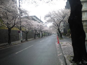 2010年4月5日桜並木