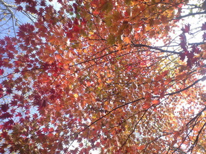 2010年10月17日自然園紅葉