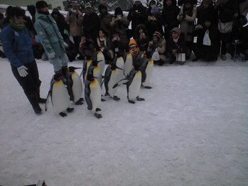 2010年2月8日ペンギン散歩