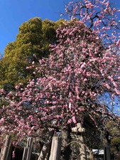 IMG_5780