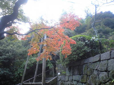 2009年11月9日英勝寺紅葉