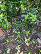 2CF88809-E9DF-4215-9B32-27D9A08563A7