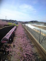 2009年2月19日河津桜3