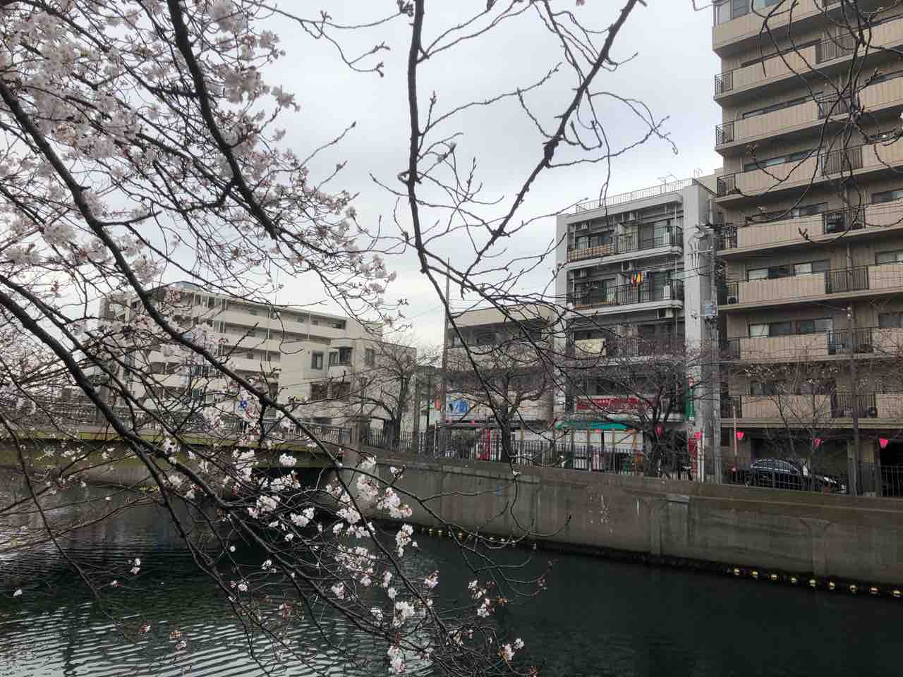 花冷えの大岡川花見 屋台大増殖に驚く コガネムシのつぶやき 花冷えの大岡川花見 屋台大増殖に驚く コガネムシのつぶやき