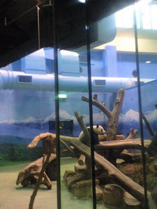 2009年12月19日動物園パンダ