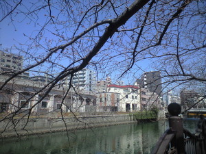 2011年4月1日大岡川つぼみ桜
