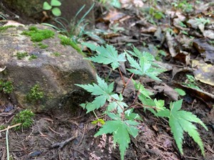 D963FD95-FE5A-4D7D-BFF7-F2B1EE9B322A