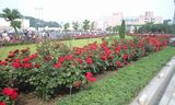 2008MAY23ヴェルニー公園の赤いバラ