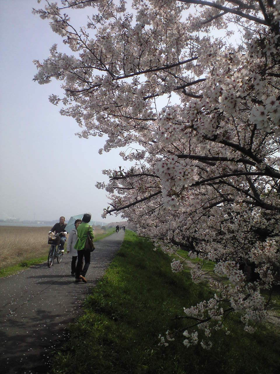 大師橋右岸堤防桜並木 川崎大師界わい コガネムシのつぶやき