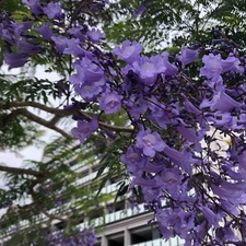 IMG_9298