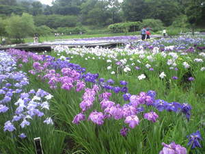 2010年6月15日横須賀菖蒲園3