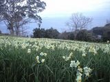 2009年2月24日釜山水仙