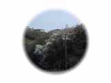 2007march29桜
