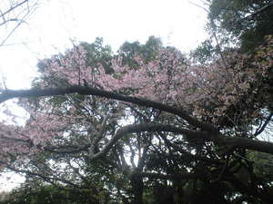 2010年3月16日上野公園あさつゆ桜